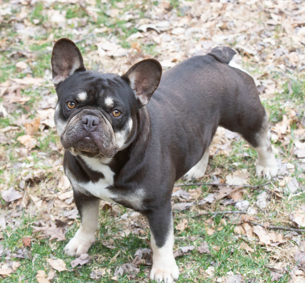 French Bulldog puppies available, available french bulldog puppies, white french bulldog, puppy, black french bulldog puppy, puppies near me, puppies for sale, puppies for adoption