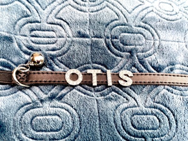 Collars - Image 8