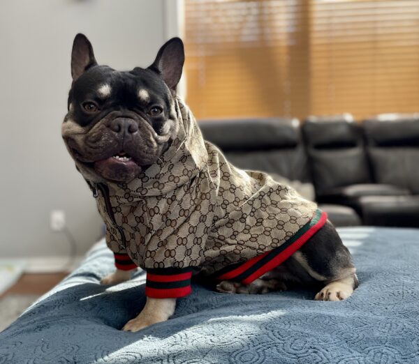 Gucci Inspired Jacket