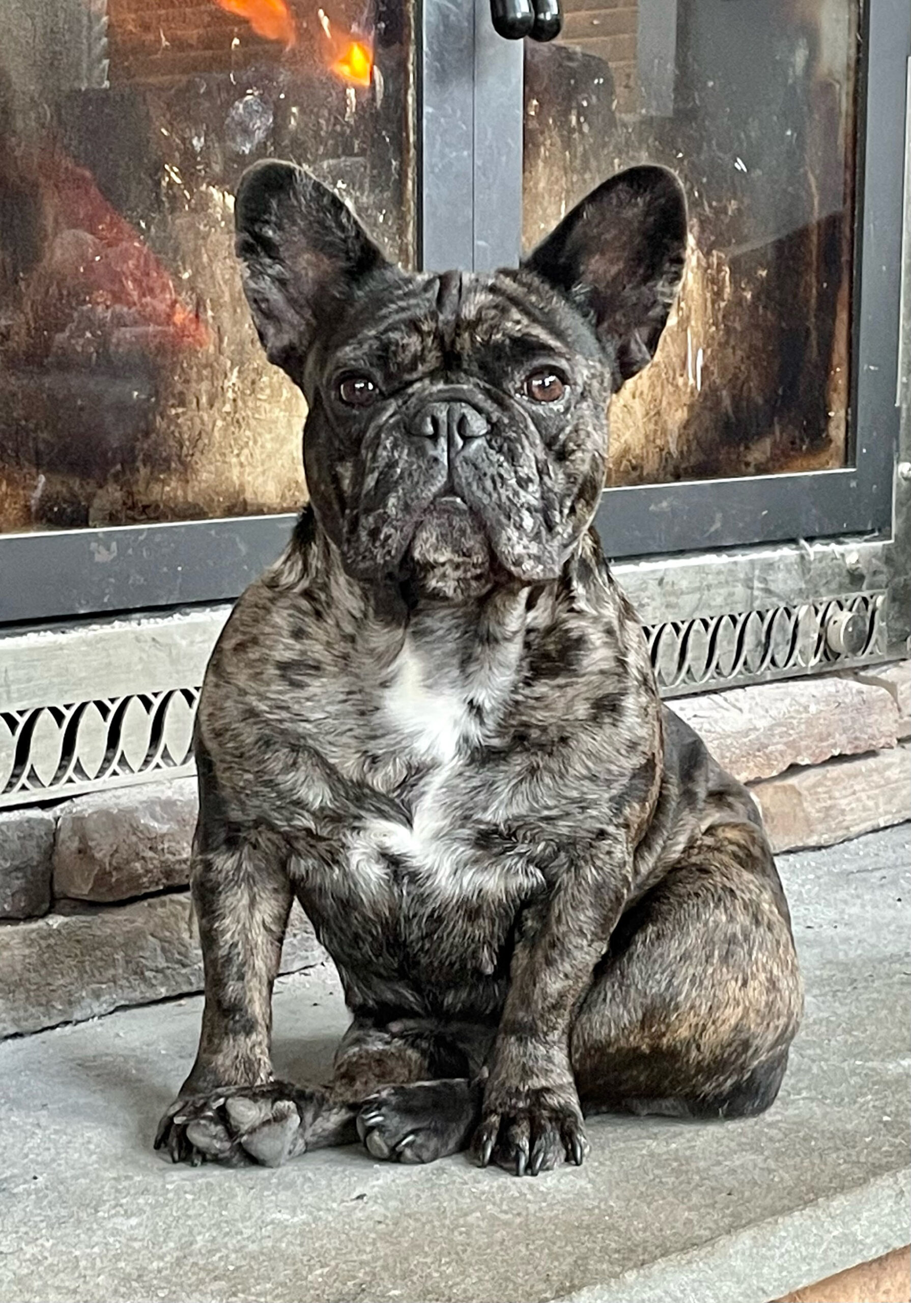 French Bulldogs | Dog Breeder | Muddy Paws and Claws