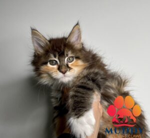 Maine Coon kitten, Maine coon kittens, maine coon, kitten, love, cat, kittens near me, kitten near me, adopt, available maine coon kittens, available maine coon kitten