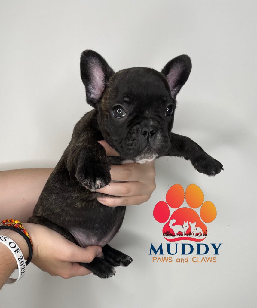 Male French Bulldog Puppy