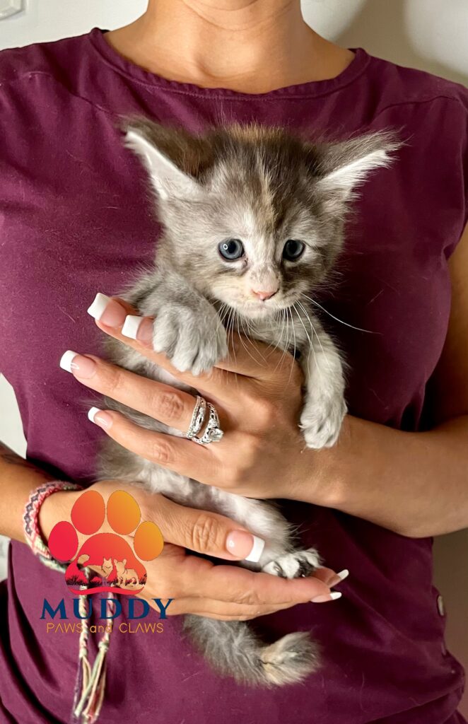 Maine Coon Female