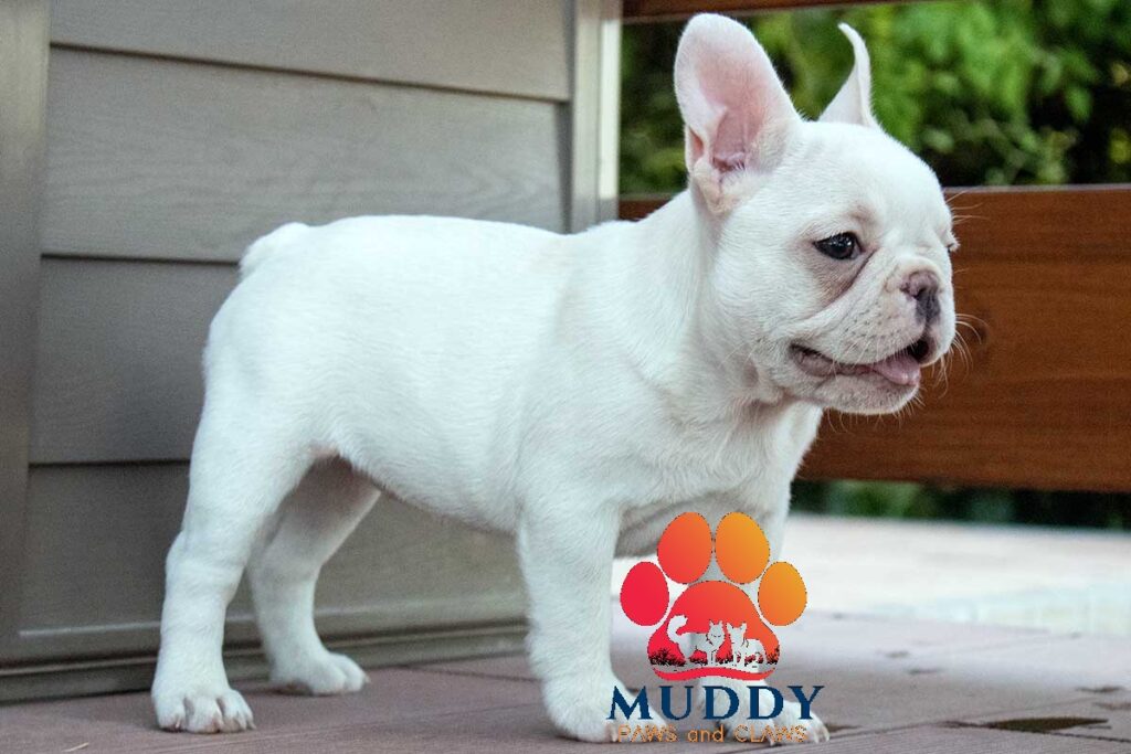 Male Light cream French Bulldog