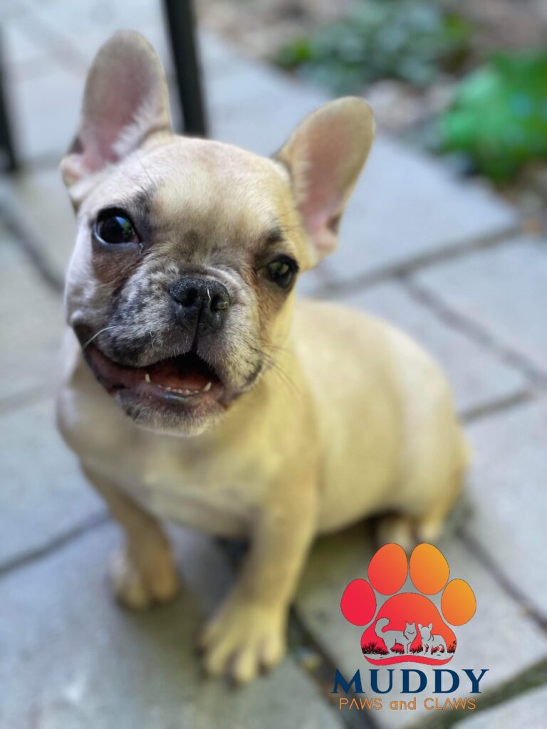 Female French Bulldog