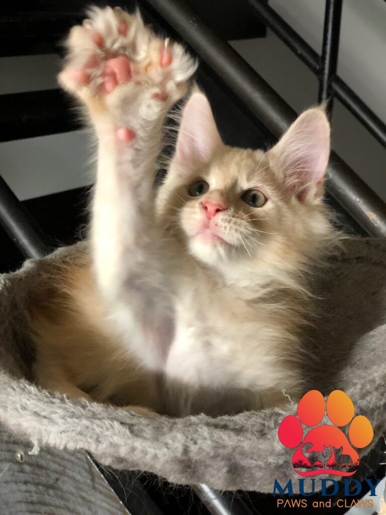 Tangerine gives High Five