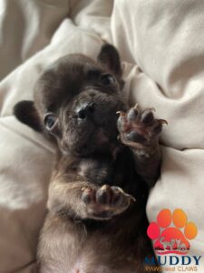 Teacup French Bulldog
