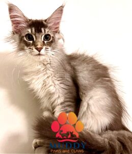 Beautiful Baby Girl