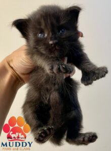 Loki 