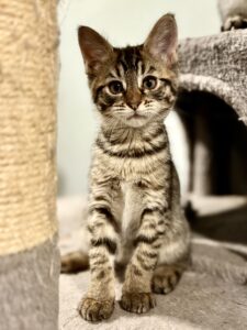 Exotic Kitten