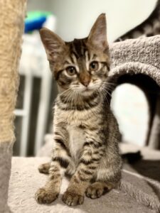 Exotic Kitten