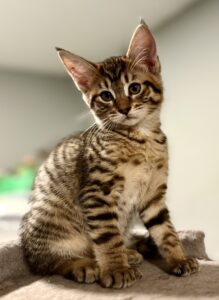 Exotic Kitten