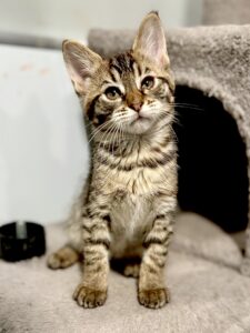 Exotic Kitten