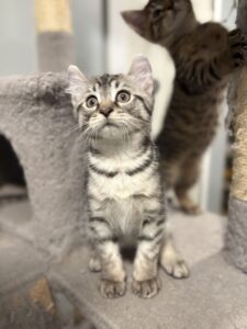 Exotic Kitten