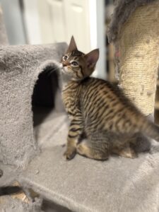 Exotic Kitten