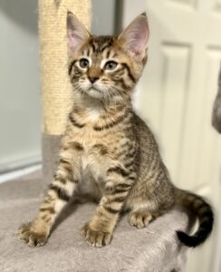 Exotic Polydactyl Kitten