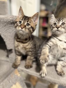 Exotic Kitten