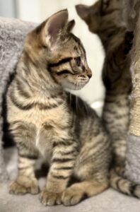 Exotic Polydactyl Kitten 