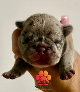 Female Lilac Merle French Bulldog