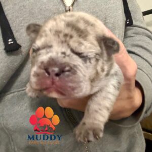 Male Full Suited Lilac Merle French Bulldog