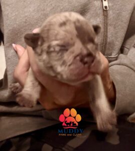 Full Suited Lilac Merle Male French Bulldog