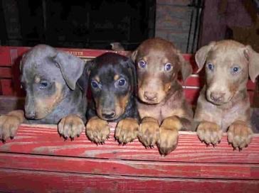Merle Doberman pincher puppy, Doberman Pincher Puppy, Merle puppy, Available, Doberman Pincher puppy for sale near me, Doberman Pincher for sale near me, puppy for sale, puppy for adoption, exotic colored dobermans, fawn doberman puppy, blue doberman puppy, white doberman puppy