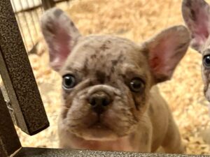 French Bulldog puppy, French bulldog for sale, Merle puppy for sale, adopt, puppy, Merle French Bulldog