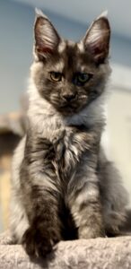 Maine Coon kitten, Maine coon kittens, smoked maine coon, Kitten, kittens, available, love, cat, adopt
