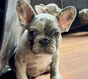 Adam is a male full suited lilac merle French bulldog puppy. Adam has a beautiful marking dividing his face perfectly down the middle.  He is exquisite in both looks and genetics! Adam is a result of years of selective breeding. Adam come AKC registered and up to date on vaccinations.